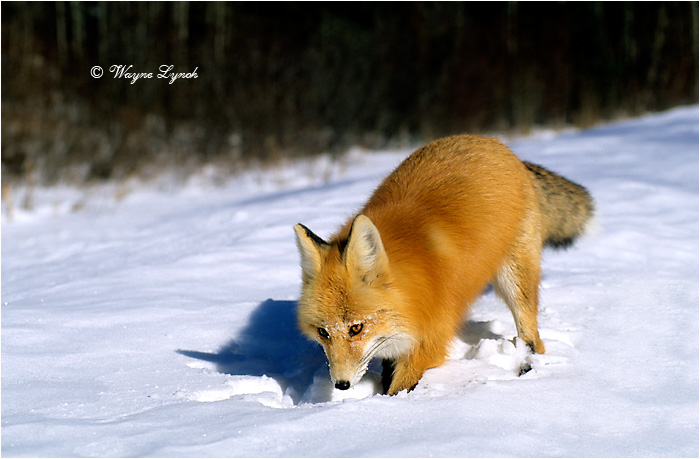 Red Fox by Dr. Wayne Lynch &copy;